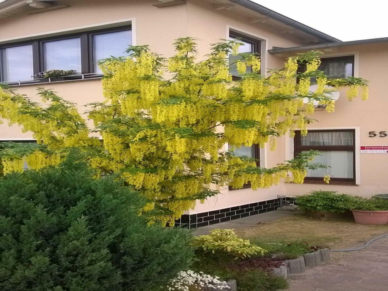 Ferienwohnung Gärtner Ostseebad Heringsdorf Exterior foto
